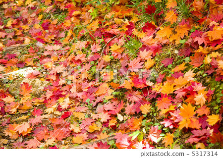 Fallen leaves  5317314