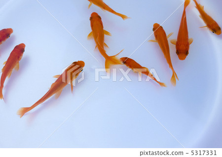 金魚舀 5317331