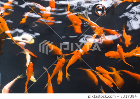 金魚 5317394