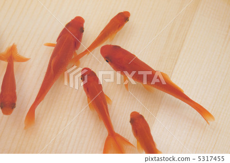 金魚 5317455