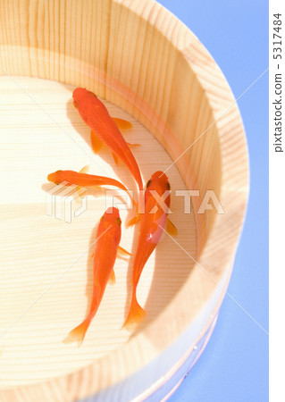 金魚 5317484