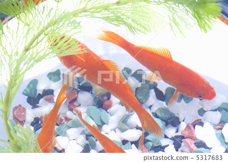 魚缸 5317683