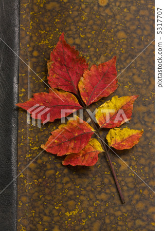 Nurde leaves 5317707