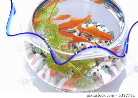 Fish bowl 5317791