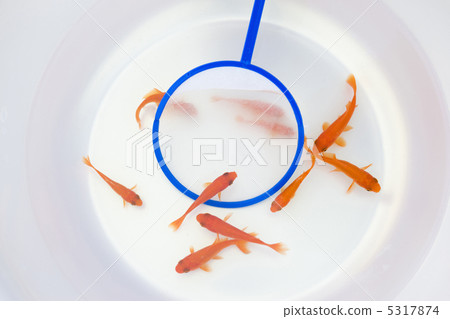 金魚舀 5317874
