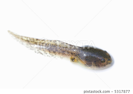 Tadpoles 5317877