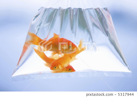 金魚 5317944