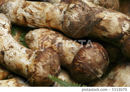 Matsutake Matsutake 5318070