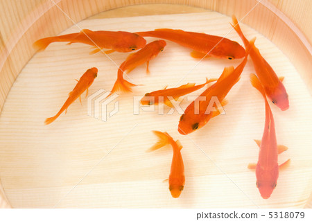 金魚 5318079