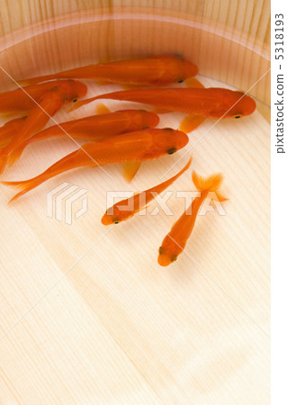 金魚 5318193