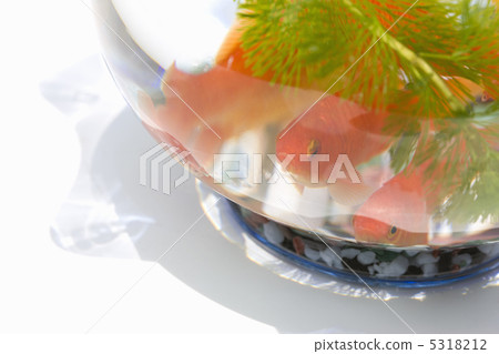 魚缸 5318212