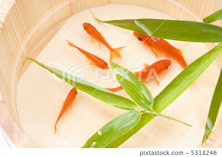 金魚 5318246