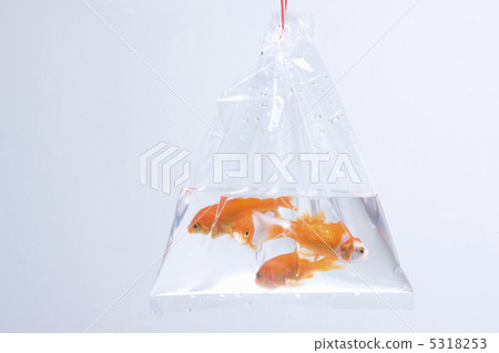 金魚 5318253