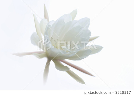 Tsukisa Tsukisa 5318317