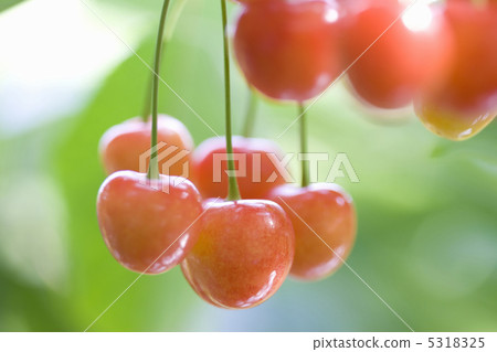 櫻桃 櫻桃 5318325