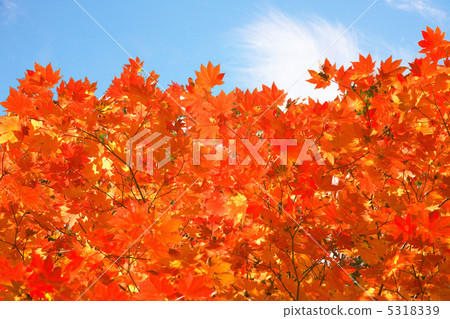 Maple Maple 5318339