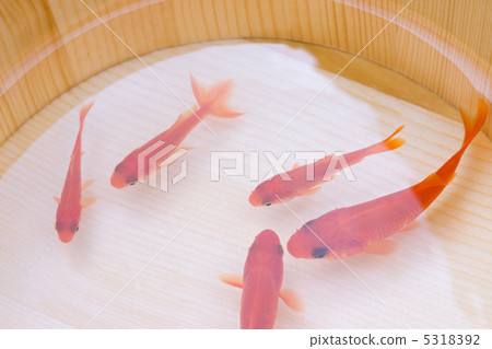 金魚 5318392