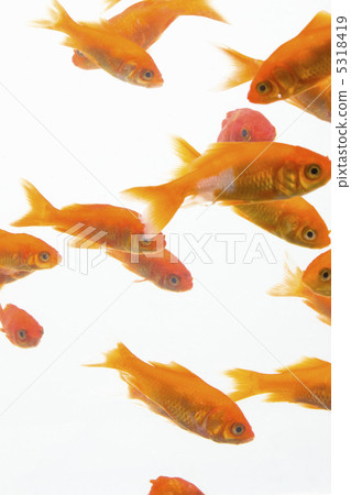 金魚 金魚 5318419