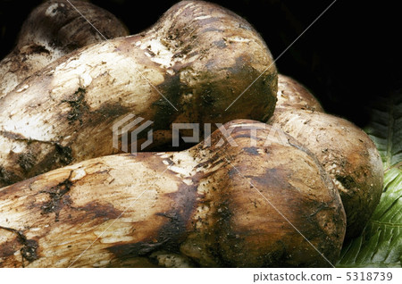 Matsutake Matsutake 5318739