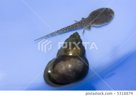 Tanishi and tadpoles 5318874