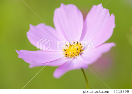 Cosmos Cosmos 5318899