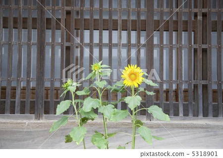 Sun Flower Sun Flower 5318901