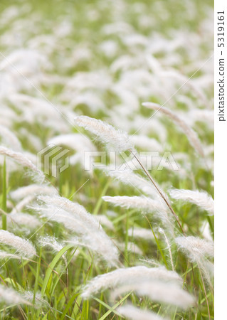 Chigaya Chigaya 5319161