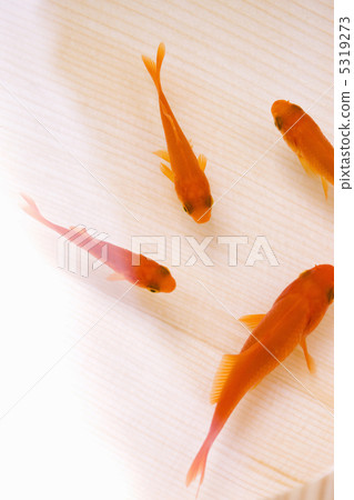 金魚 5319273