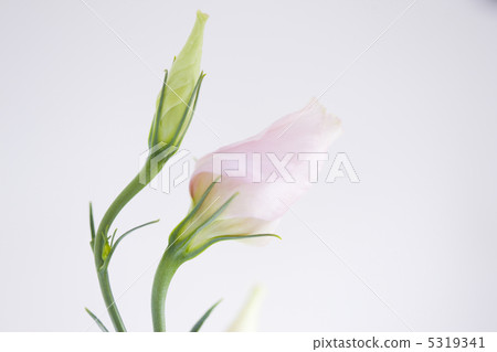  土耳其粉末 5319341