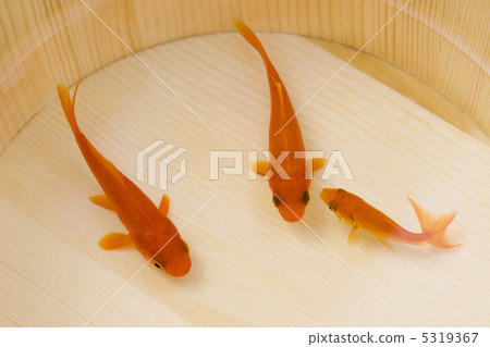 金魚 金魚 5319367