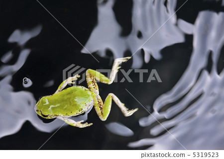 一隻青蛙 5319523