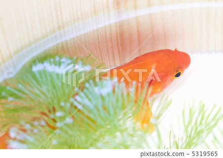 金魚 5319565
