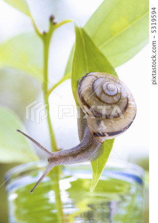 蝸牛 5319594