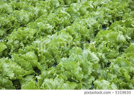 生菜場 5319630