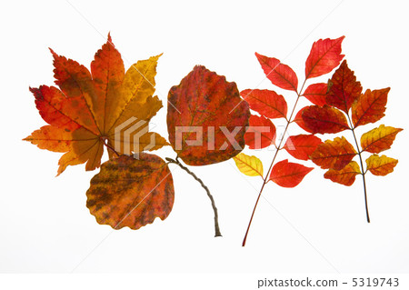 Autumn leaves 5319743