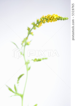 Kinnizu Hiki Kinnizu Hiki 5319765