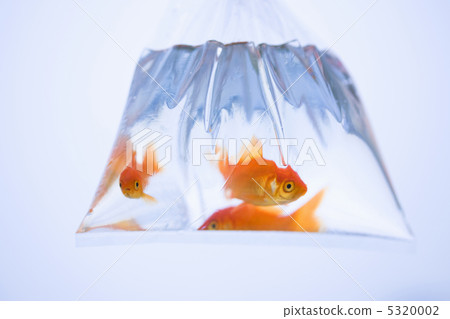 金魚 5320002
