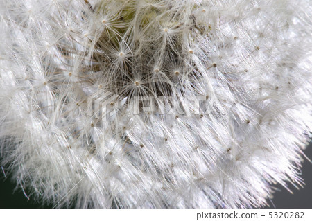  蒲公英 5320282
