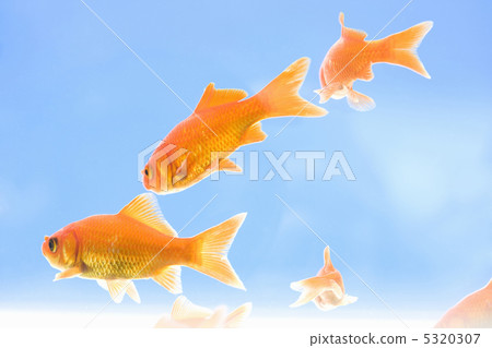 金魚 5320307