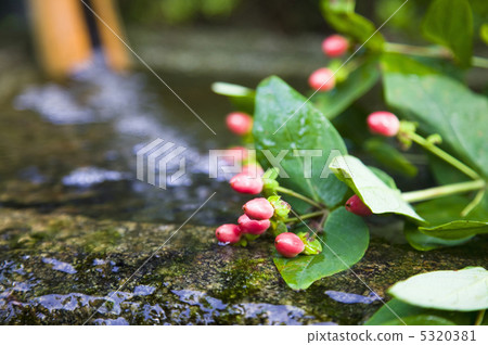 弟弟的果實 5320381