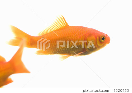 金魚 5320453