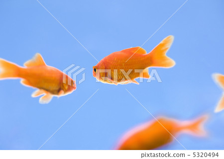 金魚 5320494