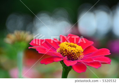 百日草 5320532