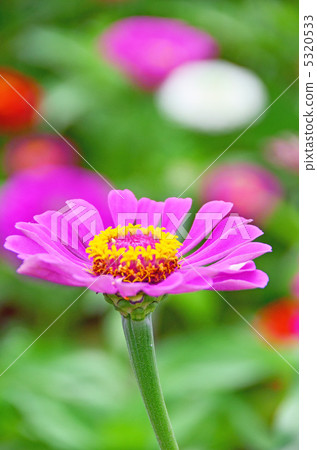 百日草 5320533