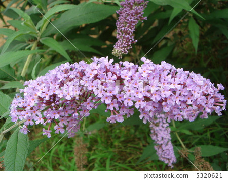 Buttrea (Fuji Fuji Utsugi) Buttrea (Fuji Fuji Utsugi) 5320621