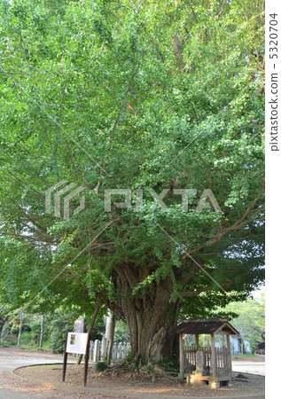 Saibyoji寺的大銀杏 5320704