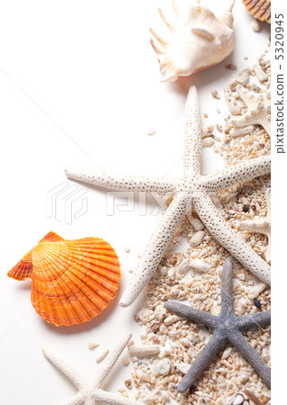 殼和海星的夏天圖像 5320945