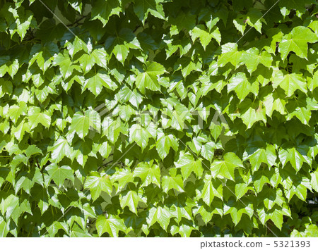 Ivy background 5321393