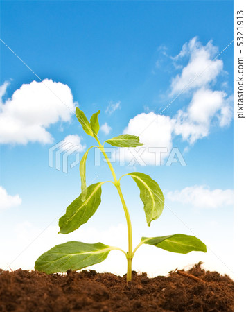 Green seedling isolated on the white background Green seedling isolated on the white background 5321913
