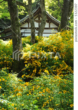 Kyoto Yamabuki Saku Matsuo Taisha Shrine 5322397